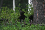 Black Bear cubs