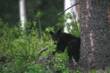 Black Bear cub