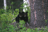 Black Bear cubs