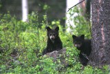Black Bear cubs
