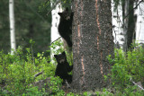 Black Bear cubs