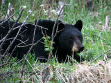 Black Bear