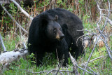 Black Bear