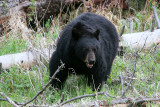 Black Bear