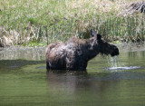 Momma moose