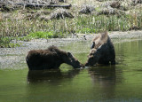 Moose and calf