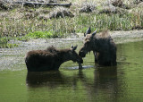 Moose and calf