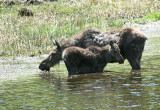 Moose and calf