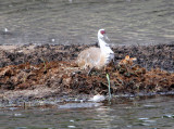 Sandhill Crane with chick