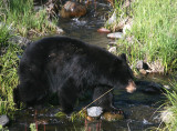 Black Bear