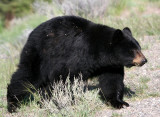 Black Bear