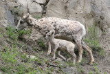 Bighorn ewe and lam