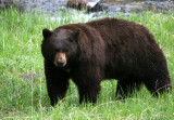 Black bear