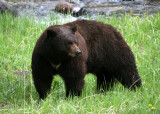 Black Bear