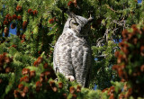 Great Horned Owl
