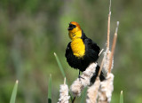 Yellow-headed blackbird