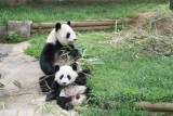 Mei Lan & Lun Lun