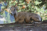 Bighorn