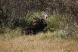 Bull moose