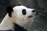 Lun Lun