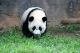 Mei Lan
