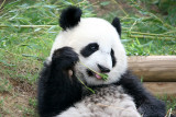 Mei Lan