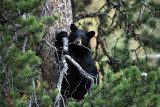 Black bear cub in tree