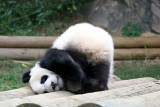 Being cute....