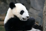 Chewing on bamboo