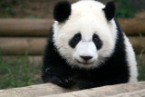 Mei Lan