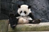Mei Lan