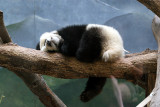Sleeping beauty