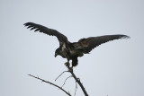 Immature eagle