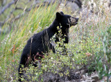 Black bear cub