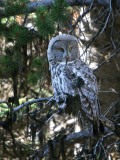 Great Gray Owl