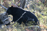 Black bear