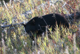 Black bear