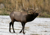 Bugling elk