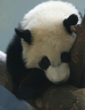 Mei Lan