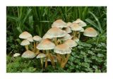 Fungi 3.jpg