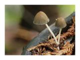 Fungi 5.jpg