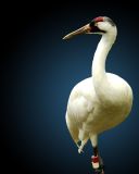 Yes, I am going as a messenger crane. Why?<br><font size=3>ds20050516_0103a1w Crane.jpg</font>
