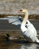 2/4/07 - Swan Rising<br><font size=3>ds20070204_0088a1w Swan Rising.jpg</font>