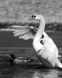 ds20070204_0088a3w Swan Rising Monochrome.jpg