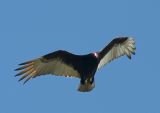Turkey Vulture