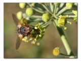 Schwebefliege (Syrphidae) an Efeublüte (Hedera helix)