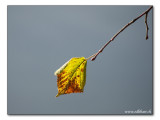 last leaf / letztes Blatt