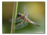 dragonfly / Libelle (Anisoptera)