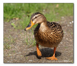 Stockente / Anas platyrhynchos / mallard