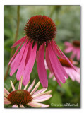 Roter Sonnenhut / Echinacea purpurea / Purple Coneflower